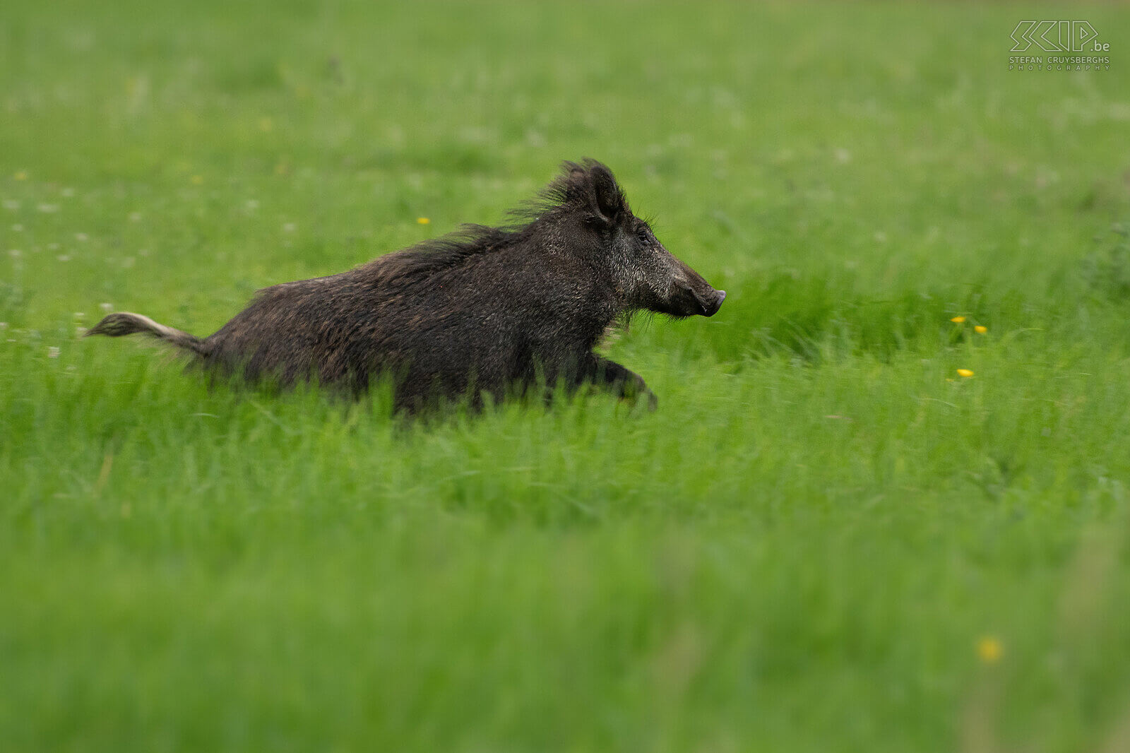 Wild boar fleeing Adult wild boar fleeing through the meadow. Adult wild boards weigh between 60 and 100kg. They are omnivores and so they eat nuts, fruits, roots, agricultural crops but also insects such as earthworms and snails, mice, frogs, ... Stefan Cruysberghs